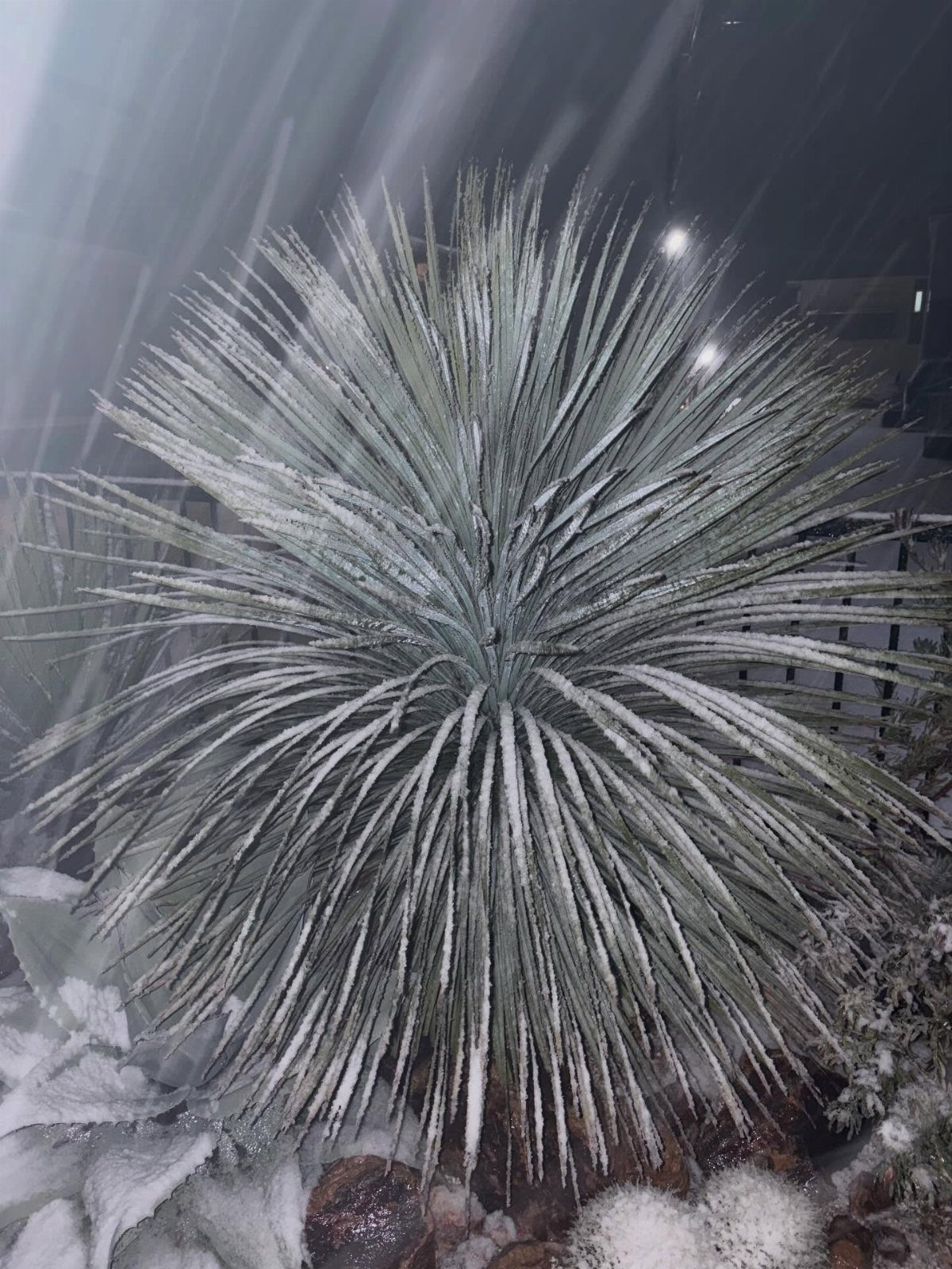 A large spiky succulent plant covered in white snow during a nighttime snowfall.