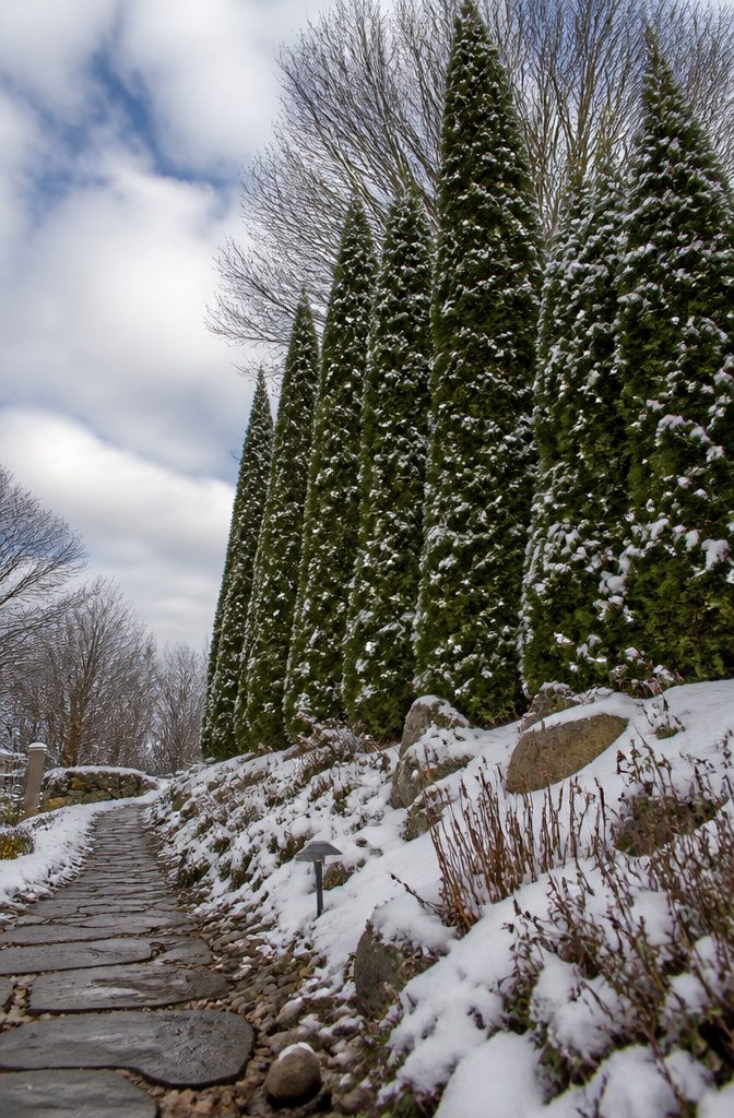 20 Winter Plants for Cold Weather Gardens 17 Eastern arborvitae standing tall in a winter landscape.