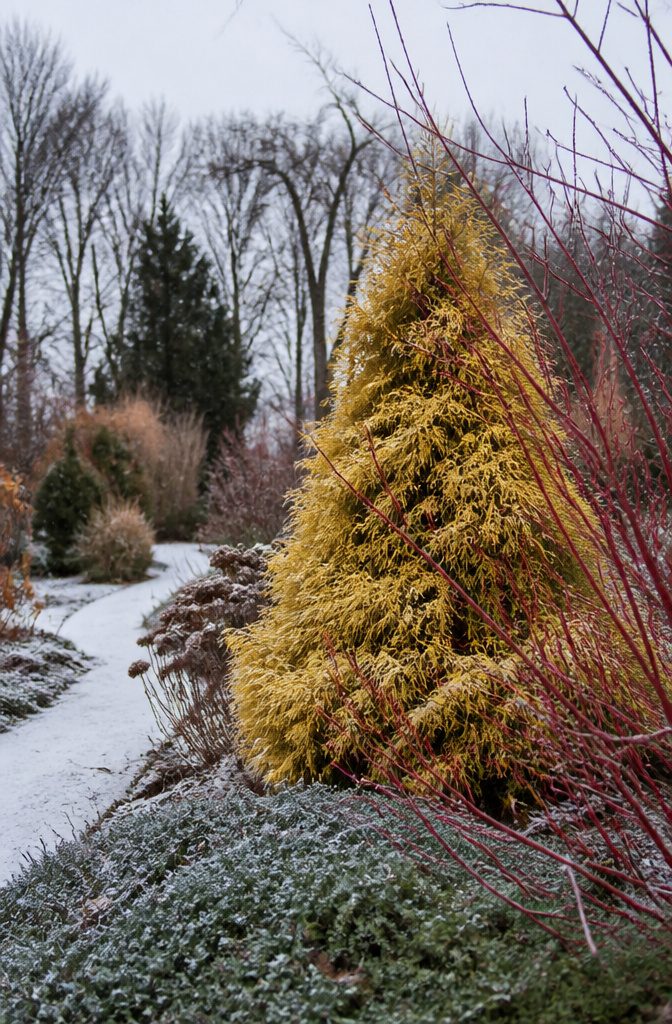 20 Winter Plants for Cold Weather Gardens 5 Soft Serve Gold false cypress with golden foliage in a winter garden.