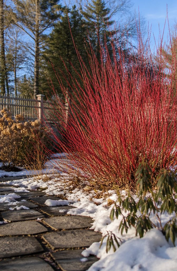20 Winter Plants for Cold Weather Gardens 7 Red twig dogwood with bright red stems in a winter landscape.