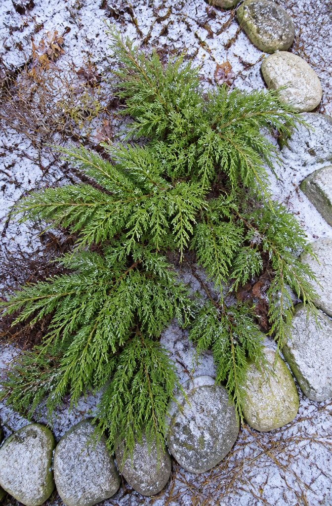 20 Winter Plants for Cold Weather Gardens 14 Siberian cypress with fine foliage in a winter garden.