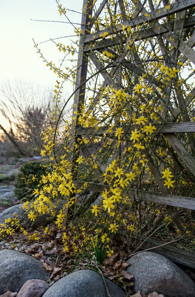 20 Winter Plants for Cold Weather Gardens 19 Winter jasmine with yellow flowers on bare stems in winter.