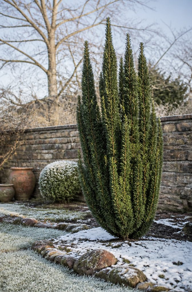 20 Winter Plants for Cold Weather Gardens 16 Stonehenge yew with narrow green foliage in a winter garden.