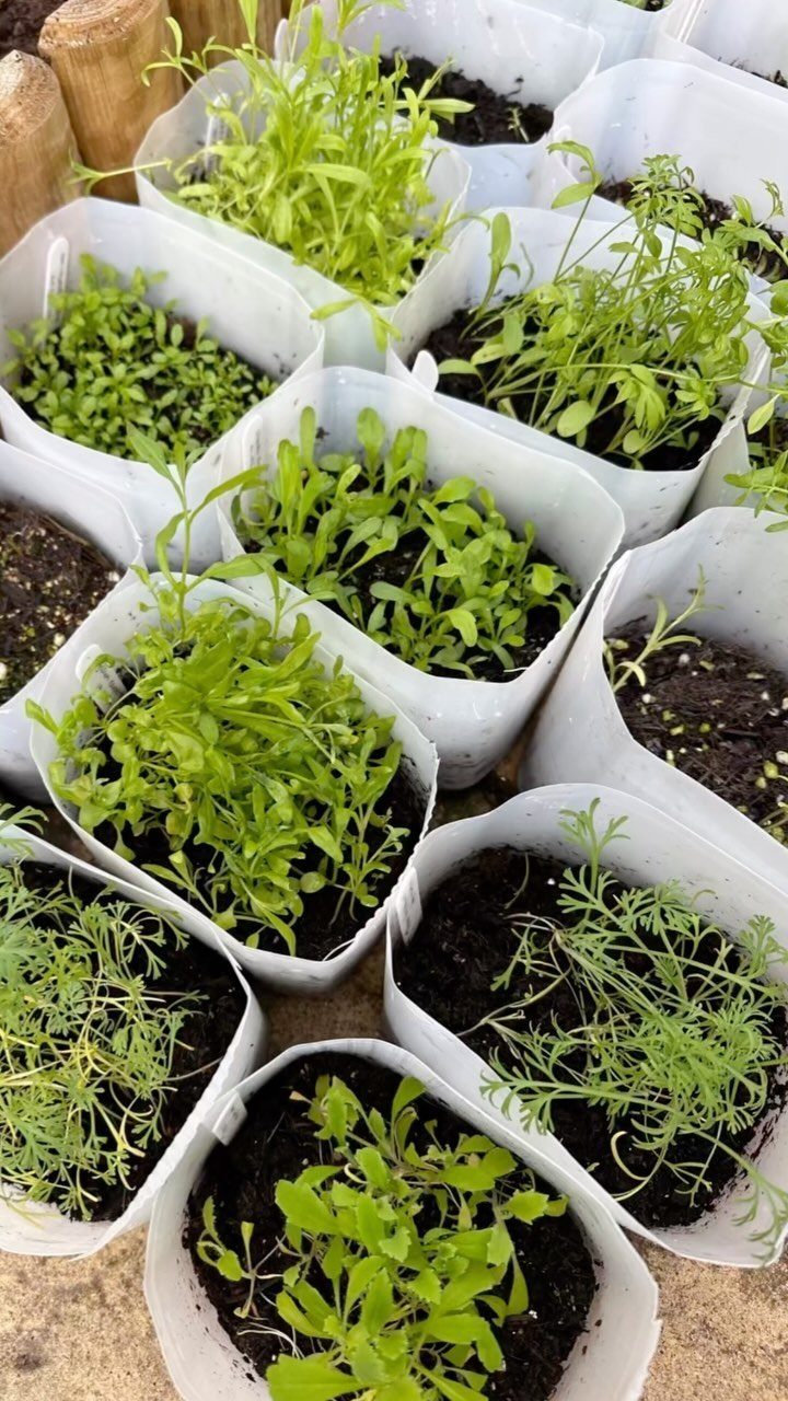 Green seedlings growing in multiple white plastic containers filled with dark soil outdoors.