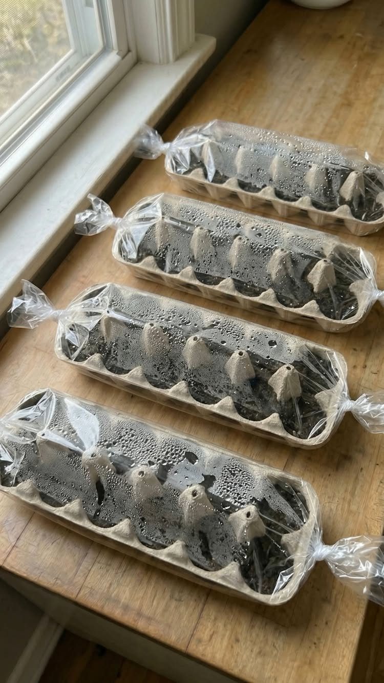 Four egg cartons filled with soil and covered in plastic wrap on a windowsill.