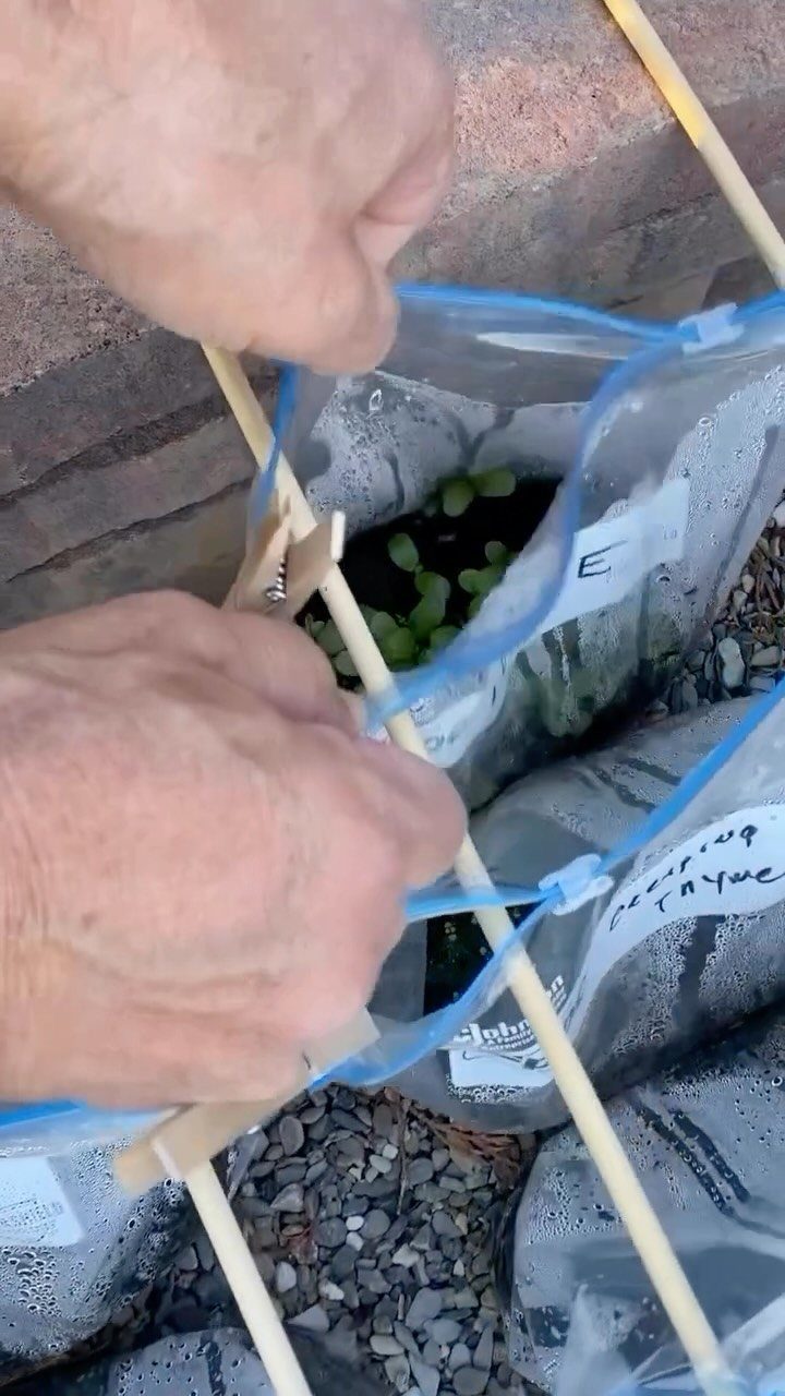 Hands adjusting small green seedlings growing inside clear Ziplock bags propped by wooden sticks.